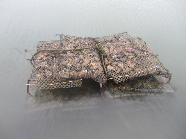 Oyster beds