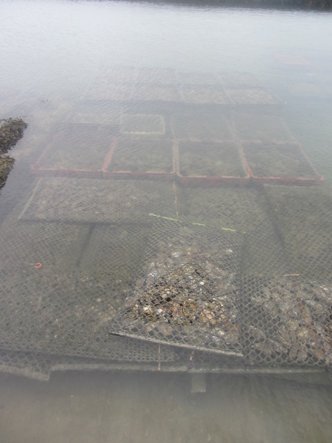 Oyster beds under water